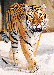 krásny tiger